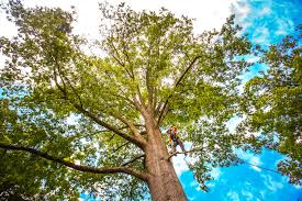 Best Tree and Shrub Care  in Tangelo Park, FL